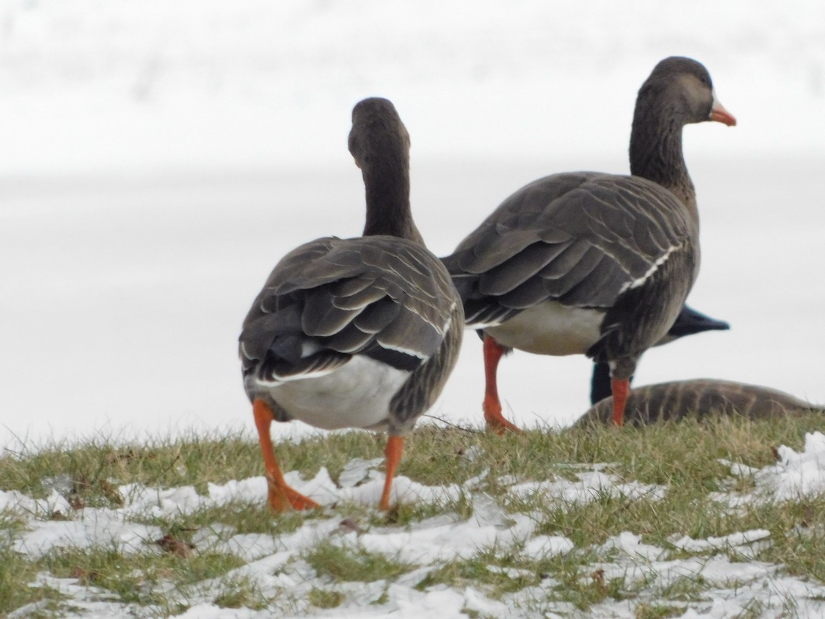 tundragås - ML646495175