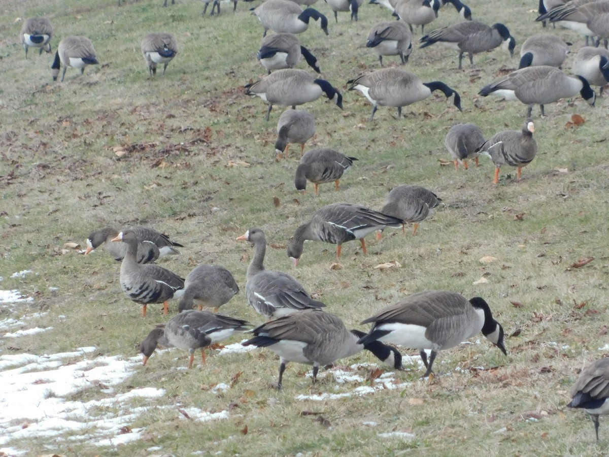 tundragås - ML646495176