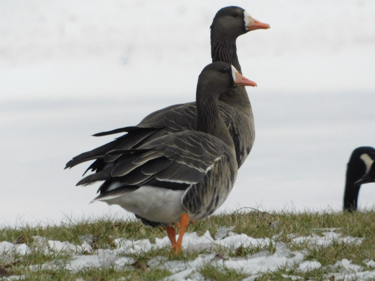 tundragås - ML646495177