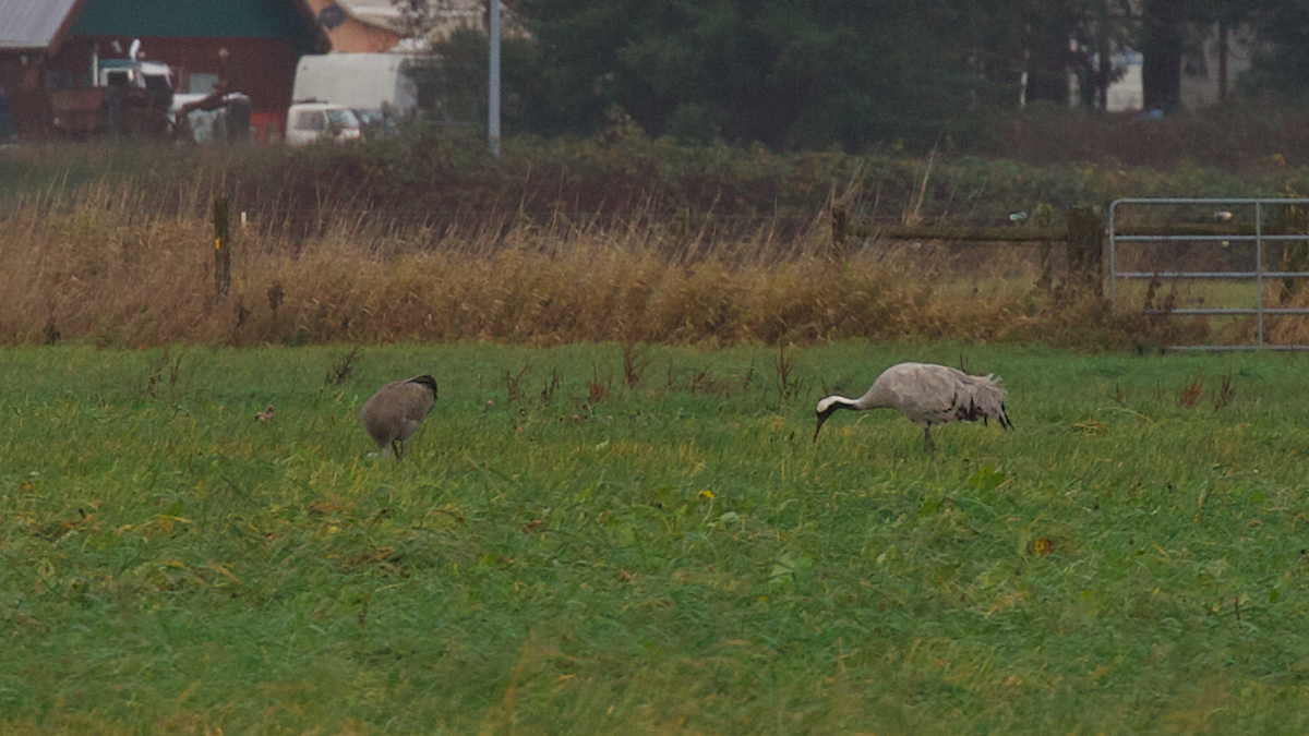 Common Crane - ML646495178