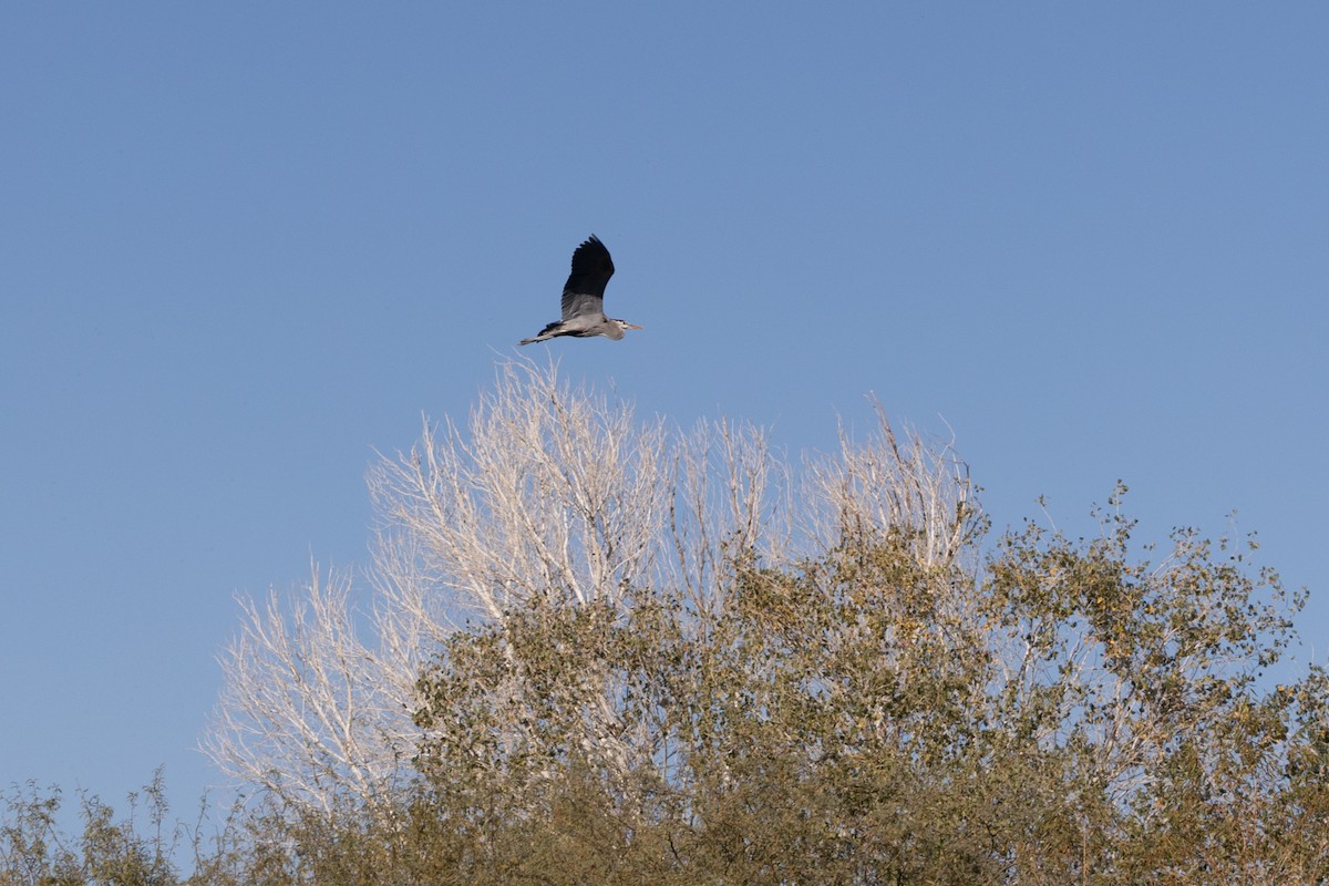 Great Blue Heron - ML646495179