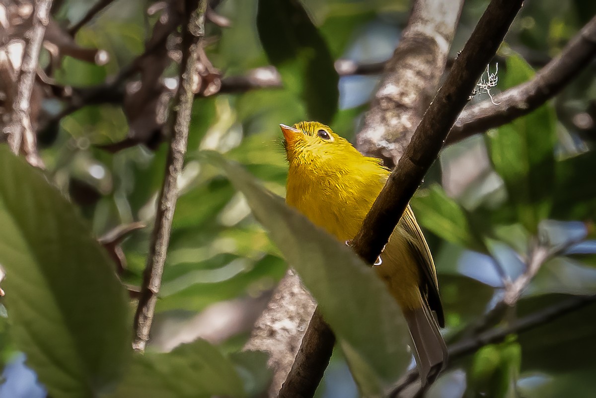 Gobemoustique canari - ML646495180