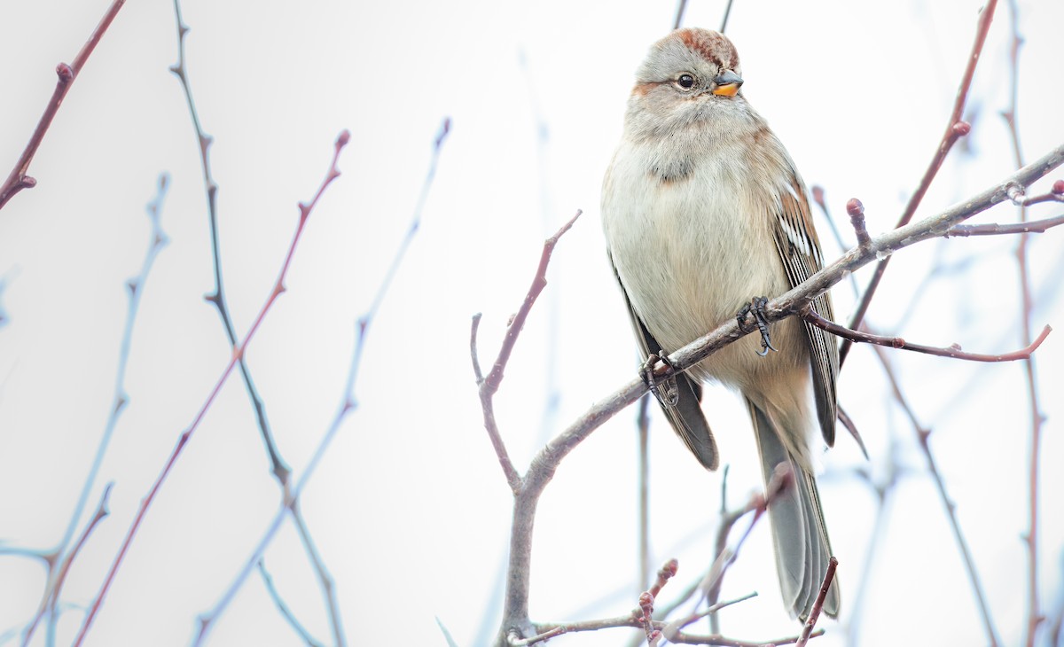 American Tree Sparrow - ML646495182