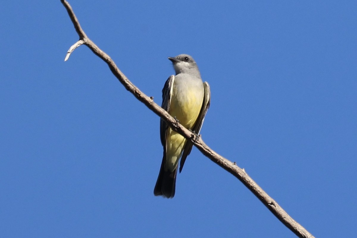 Cassin's Kingbird - ML646495184