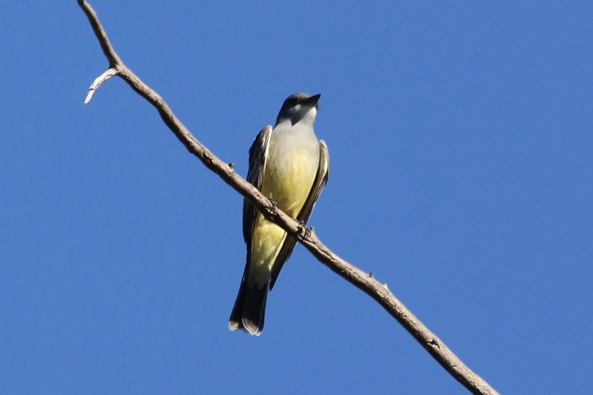 Cassin's Kingbird - ML646495185