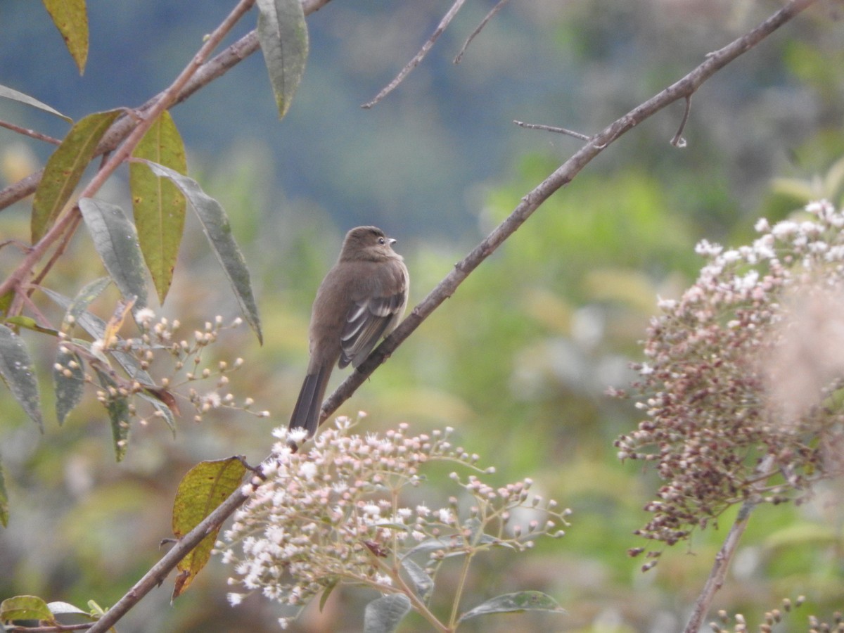 Highland Elaenia - ML646495186