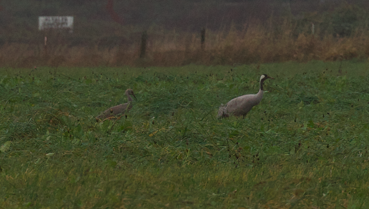 Common Crane - ML646495187