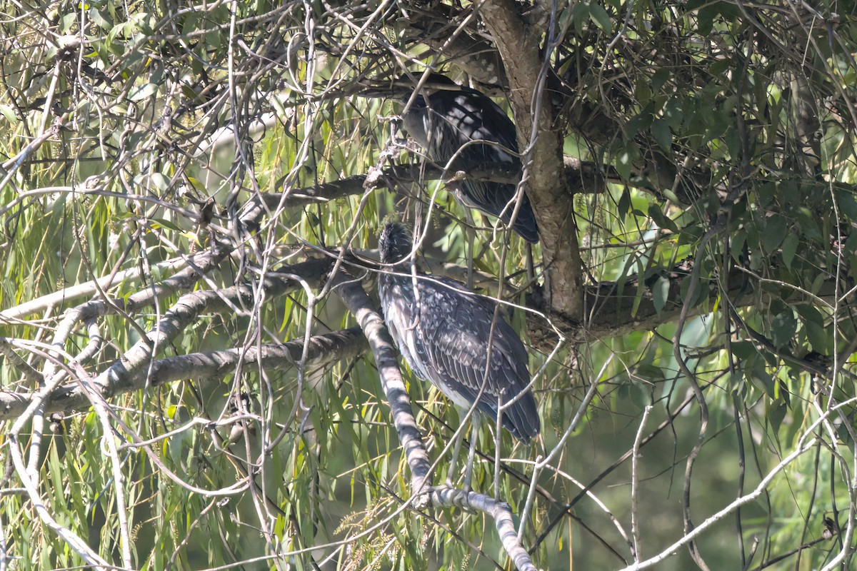 Sarı Tepeli Gece Balıkçılı - ML646495195