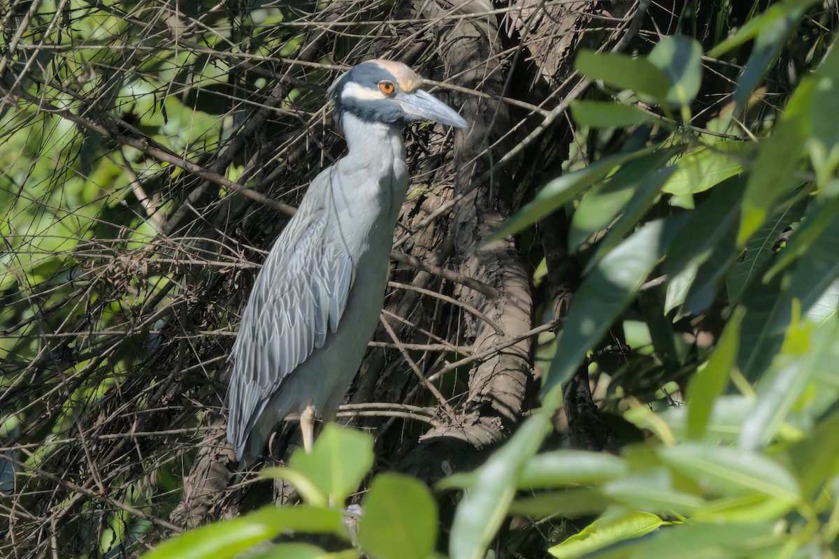 Sarı Tepeli Gece Balıkçılı - ML646495196