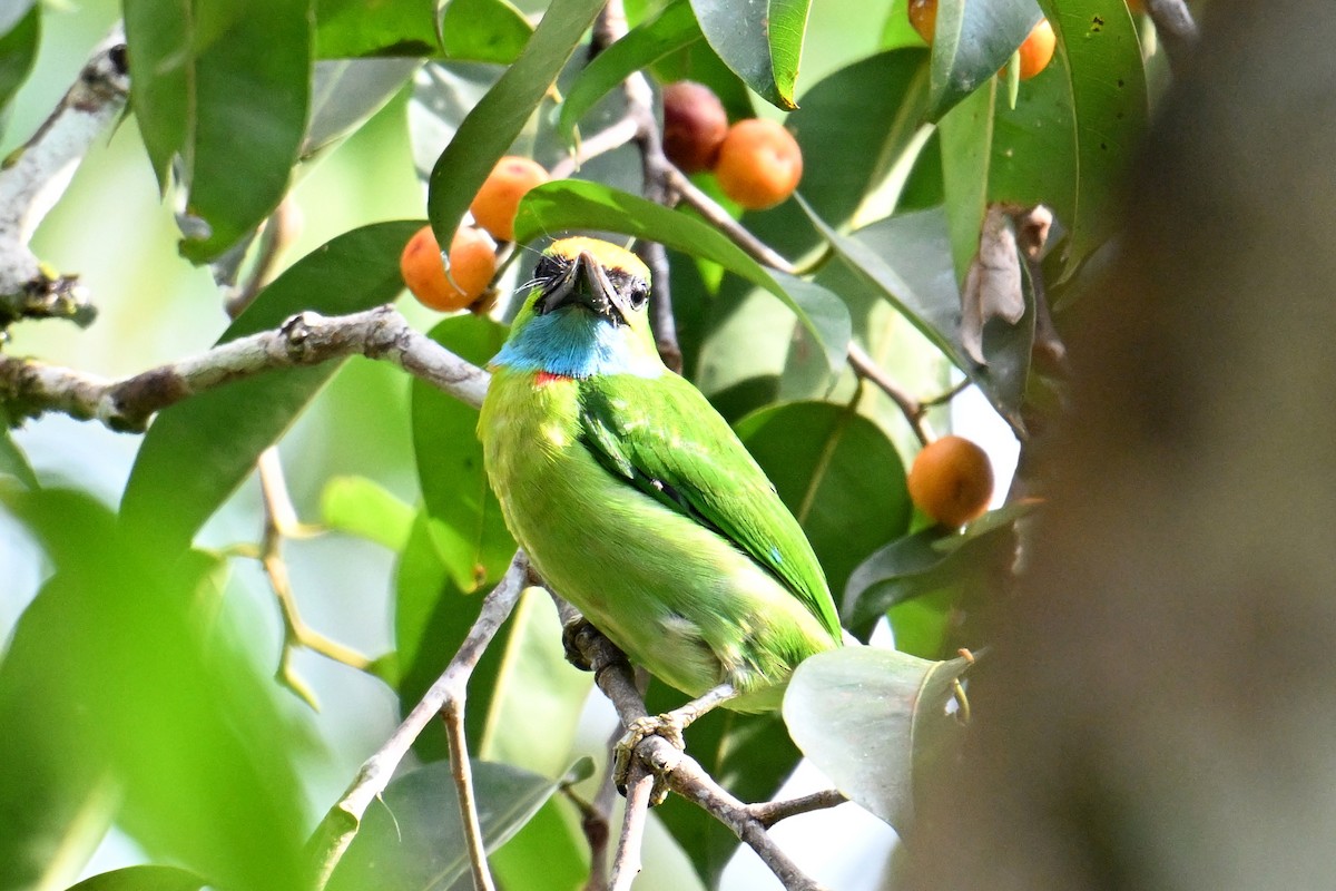 Yellow-crowned Barbet - ML646495198