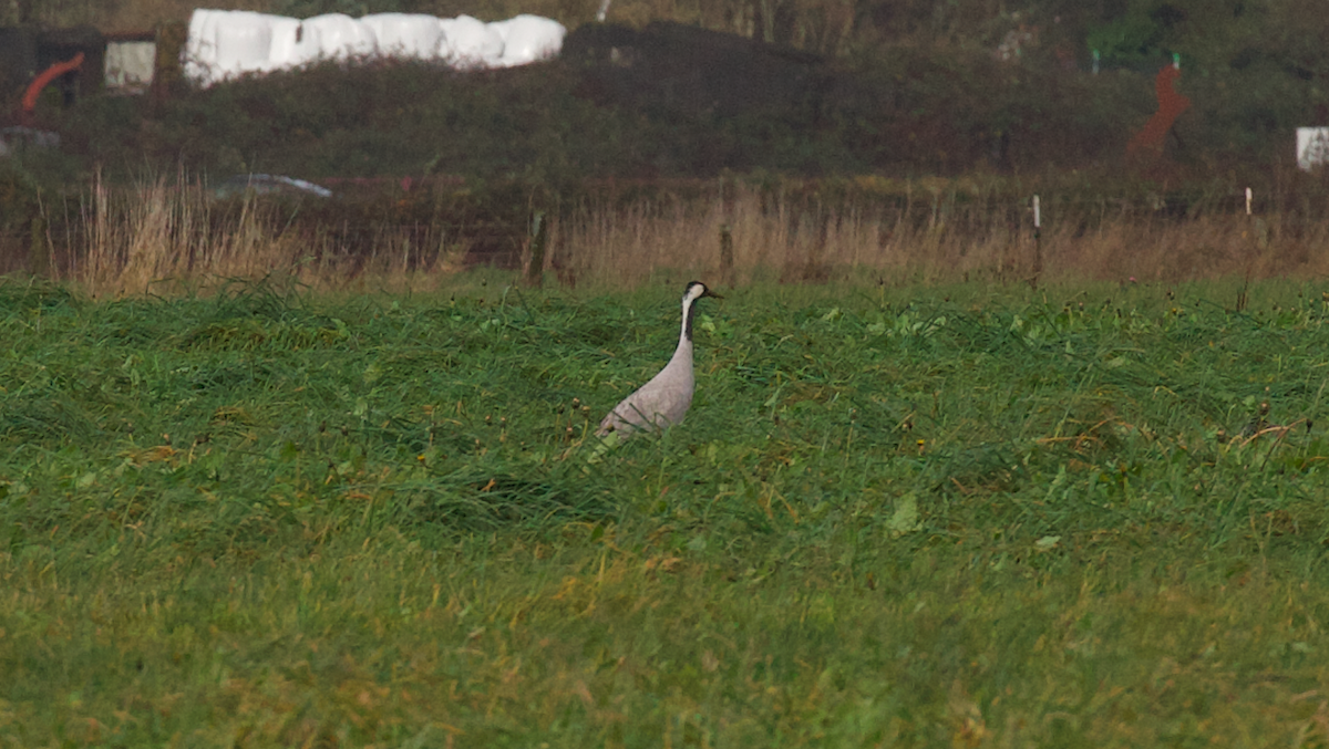Common Crane - ML646495199