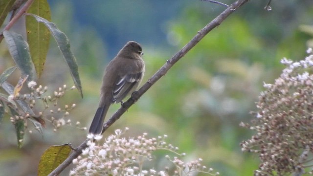 Fiofío Oscuro - ML646495200