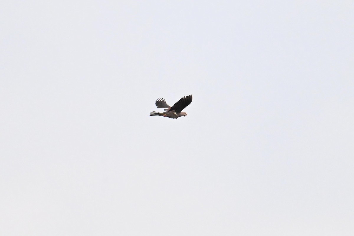 ヤマミカドバト - ML646495203