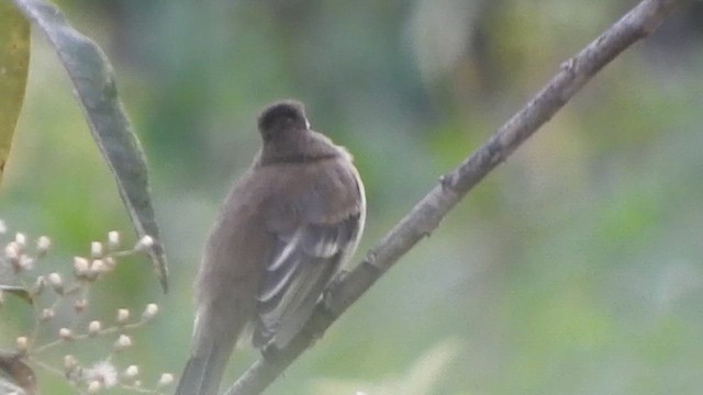 Fiofío Oscuro - ML646495205