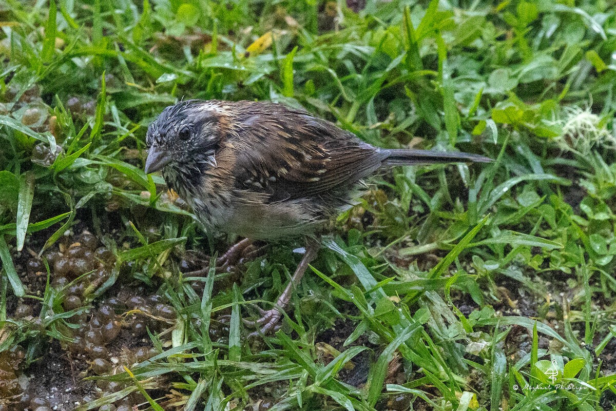 Rufous-collared Sparrow - ML646495207