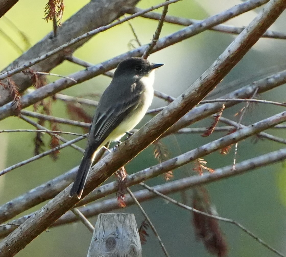 Феб буроспинний - ML646495214