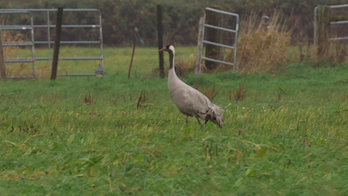 Common Crane - ML646495219