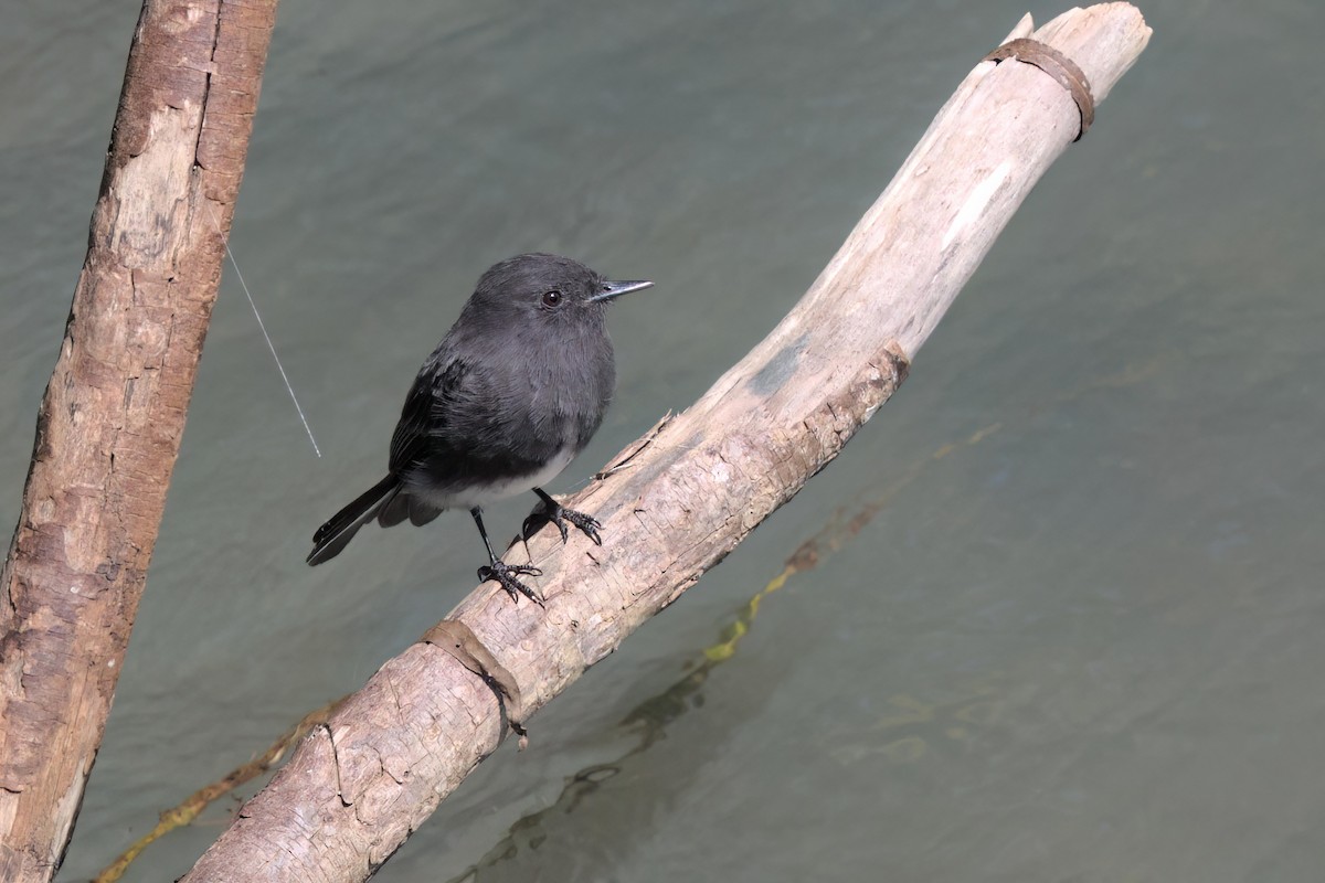 Black Phoebe - ML646495229