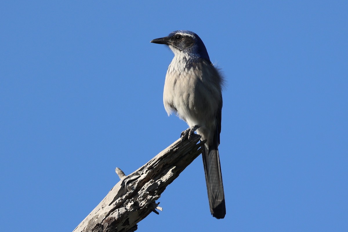 California Scrub-Jay - ML646495230