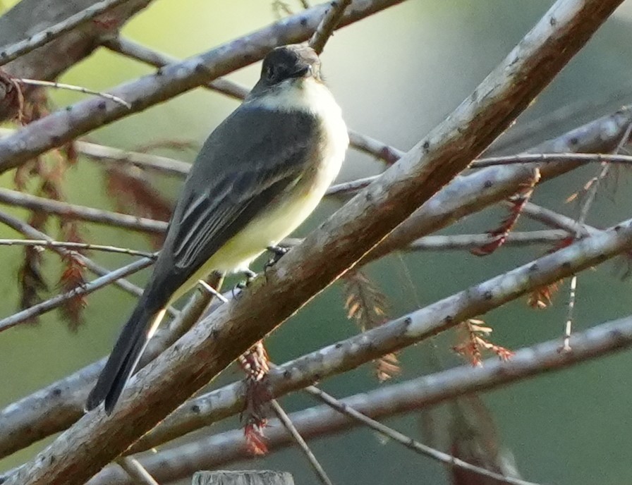 Феб буроспинний - ML646495232