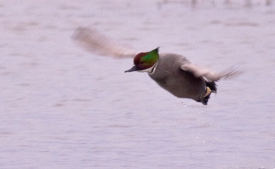 Falcated Duck - ML646495233