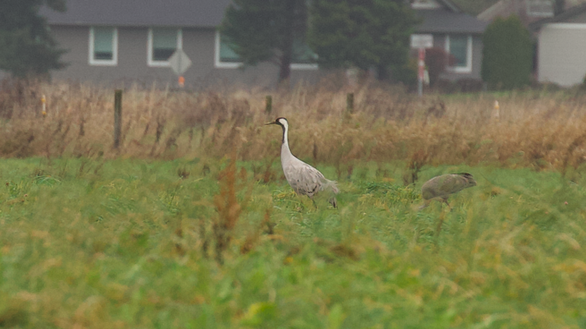 Common Crane - ML646495247