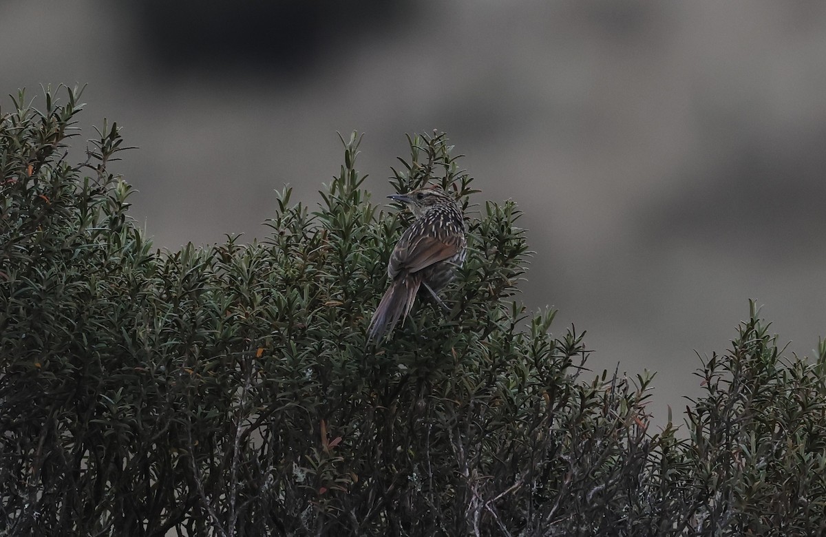 Many-striped Canastero - ML646495249