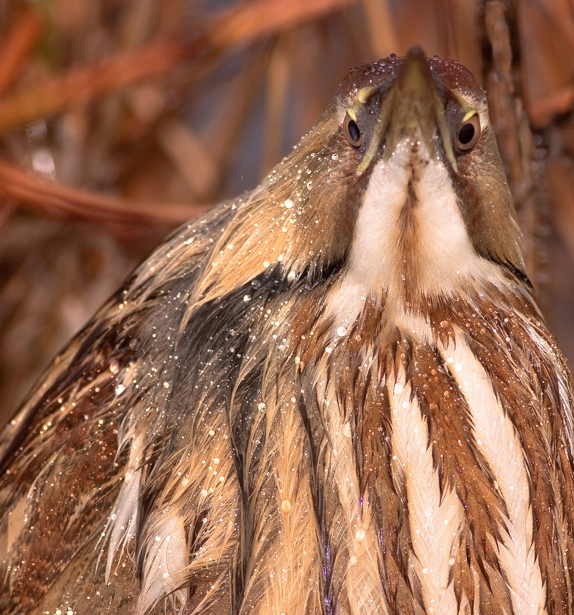 Amerika Balabanı - ML646495250