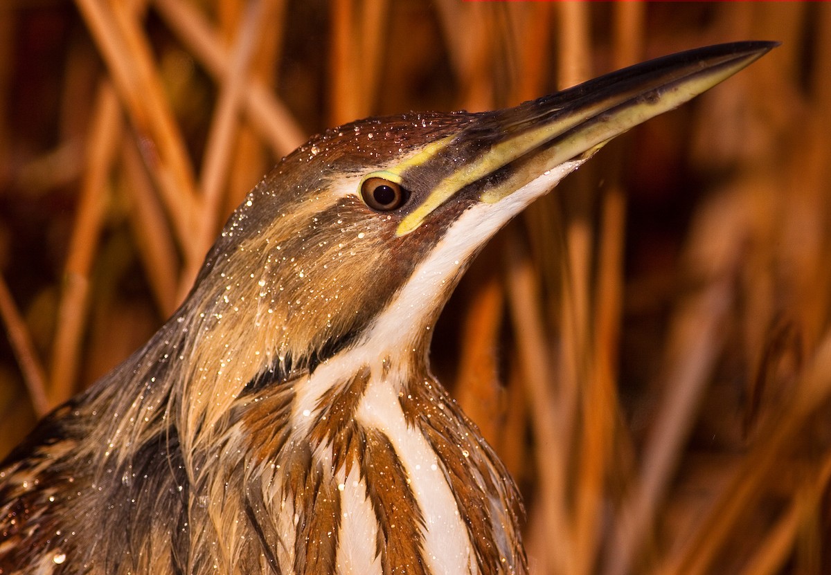 Amerika Balabanı - ML646495251