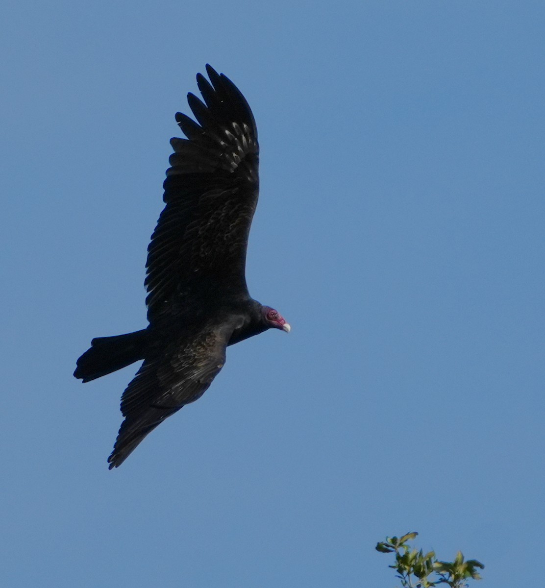 Катарта червоноголова - ML646495252