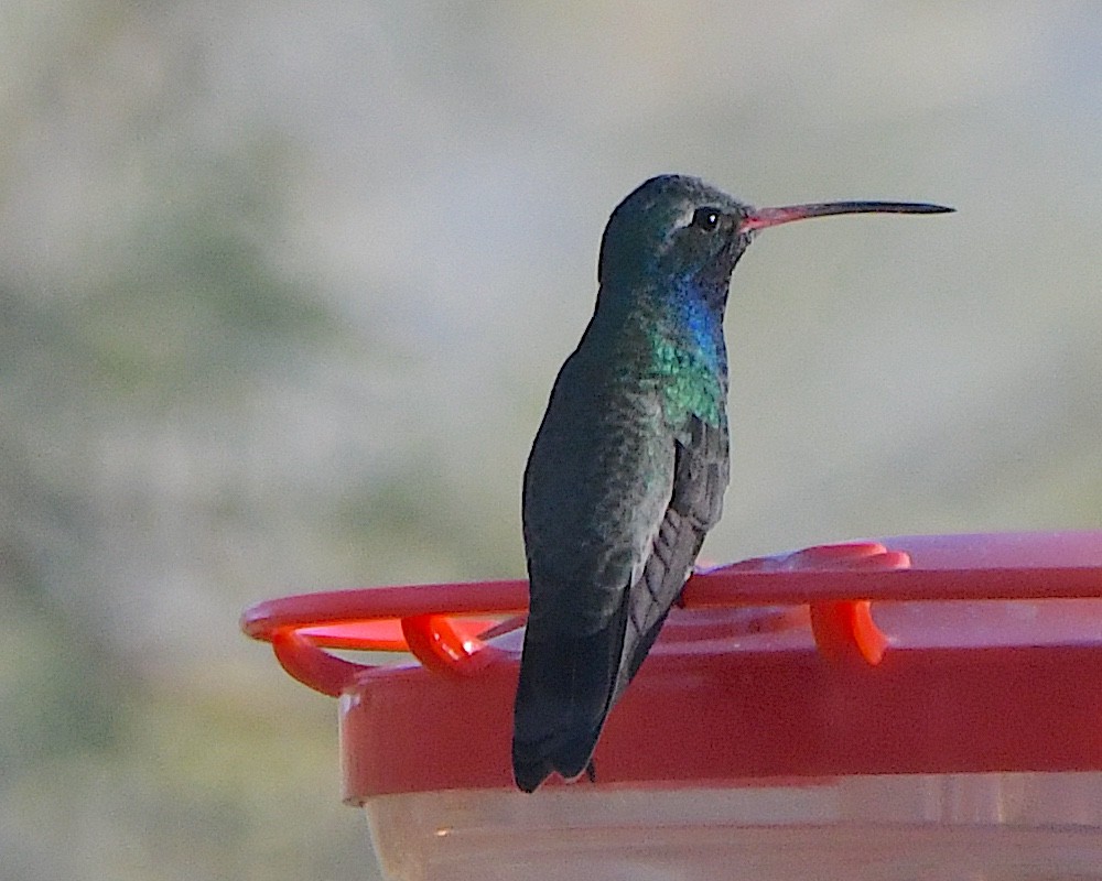 Broad-billed Hummingbird - ML646495255
