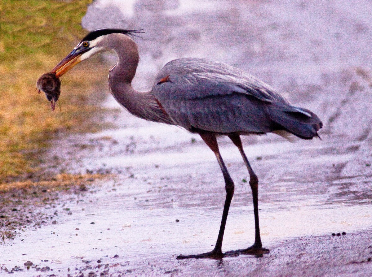 Great Blue Heron - ML646495258