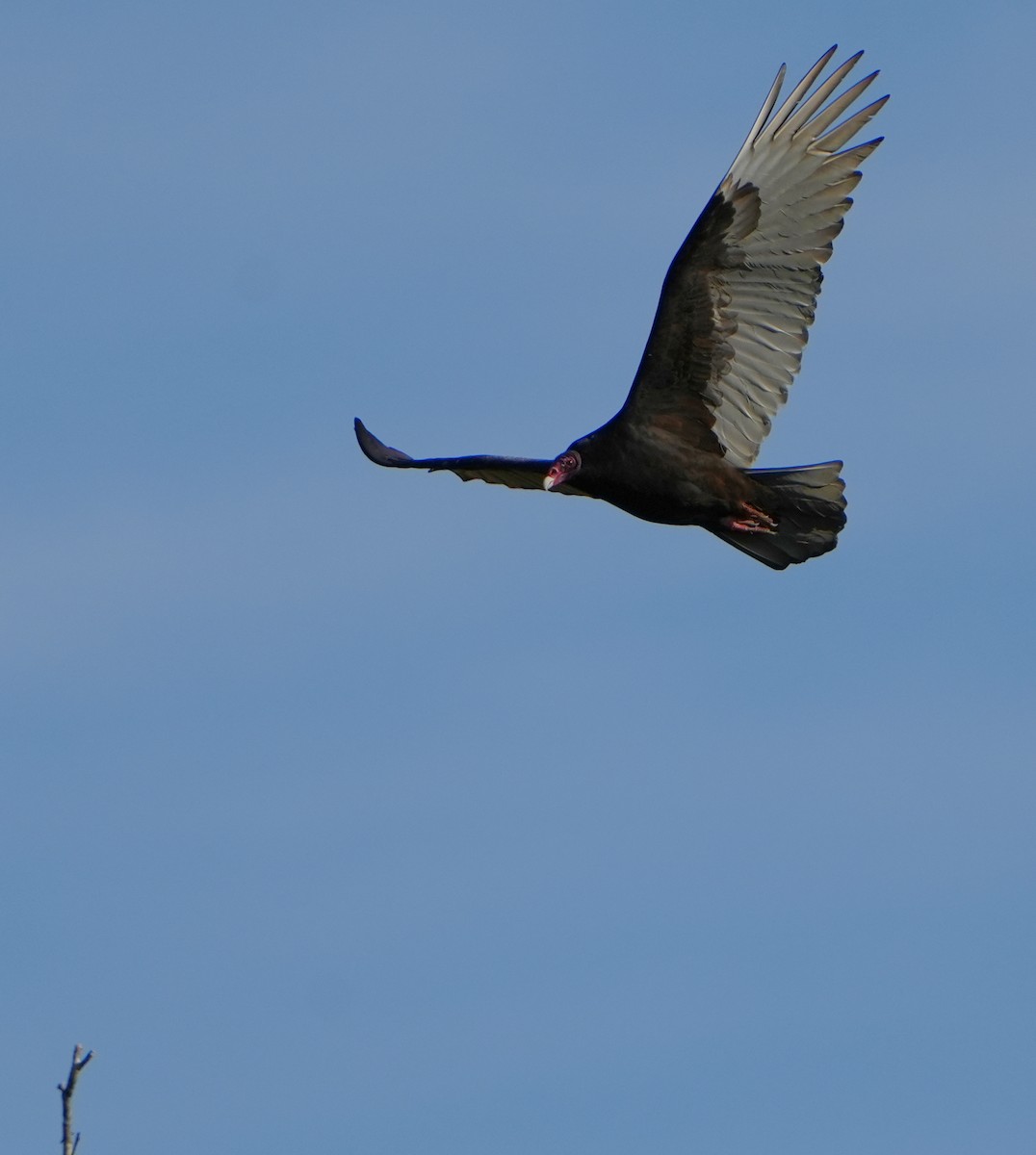 Катарта червоноголова - ML646495259