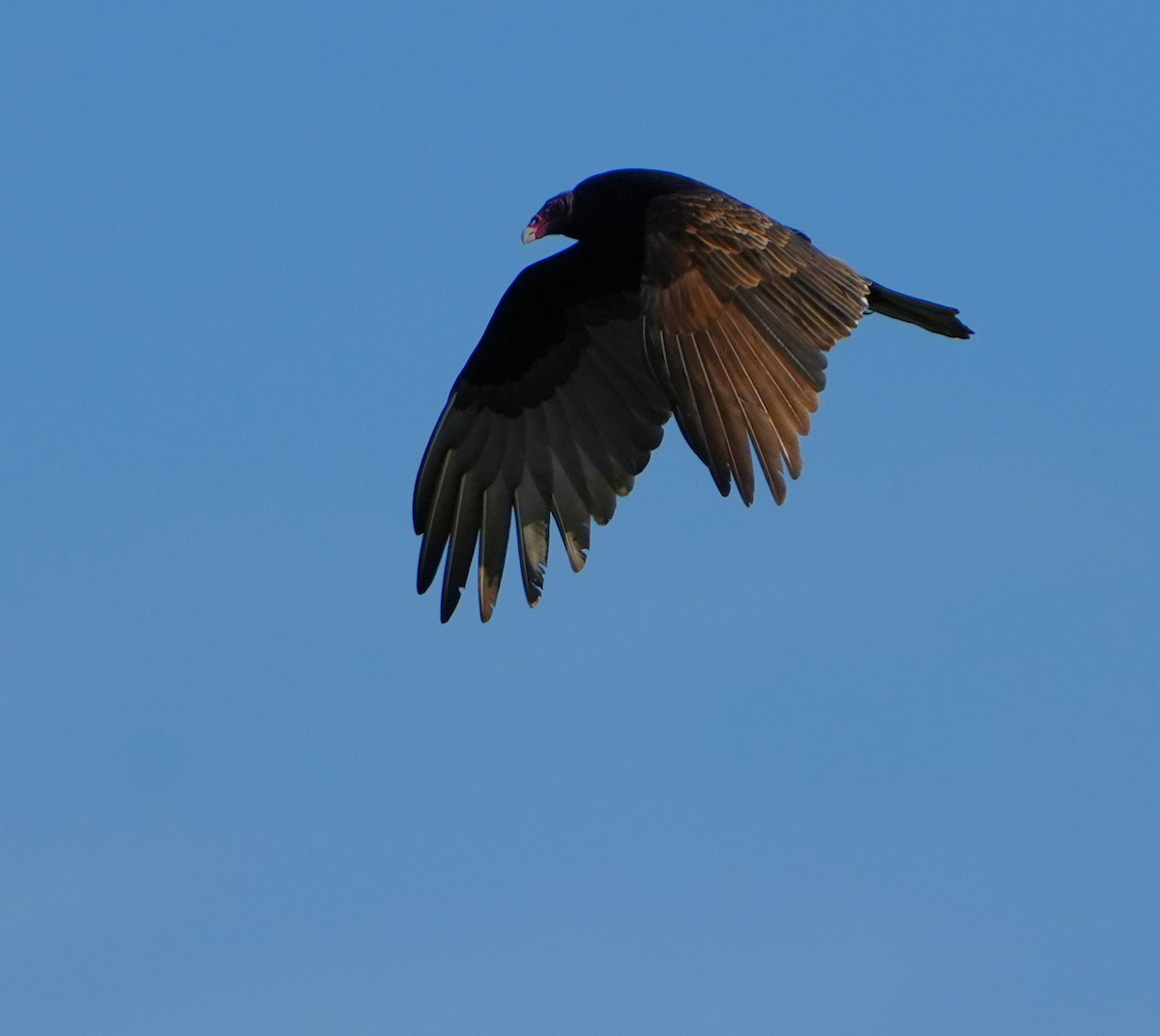 Катарта червоноголова - ML646495266