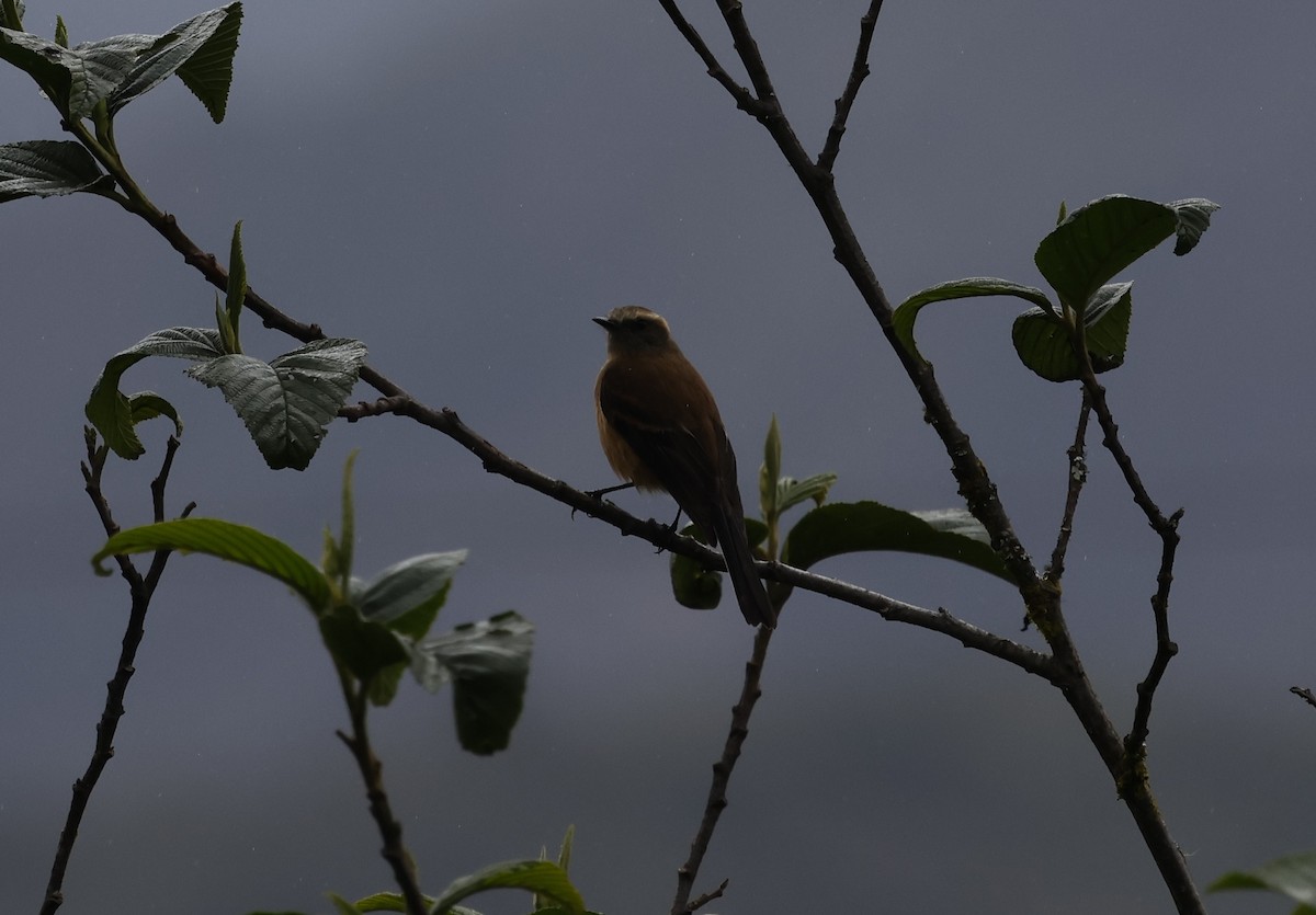 Brown-backed Chat-Tyrant - ML646495272
