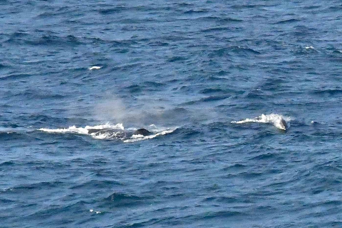 大翅鯨 - ML646495273