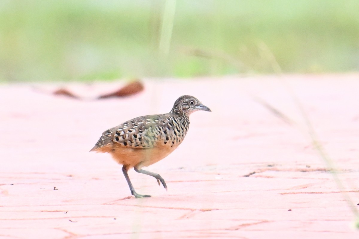 Barred Buttonquail - ML646495274
