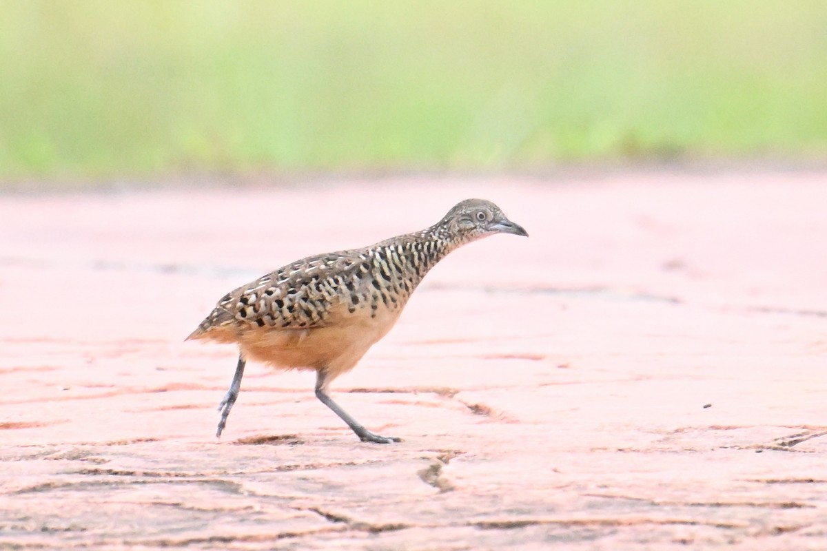 Barred Buttonquail - ML646495275