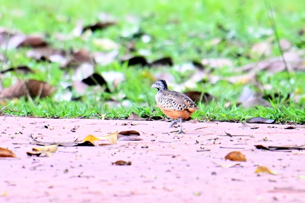 Barred Buttonquail - ML646495276