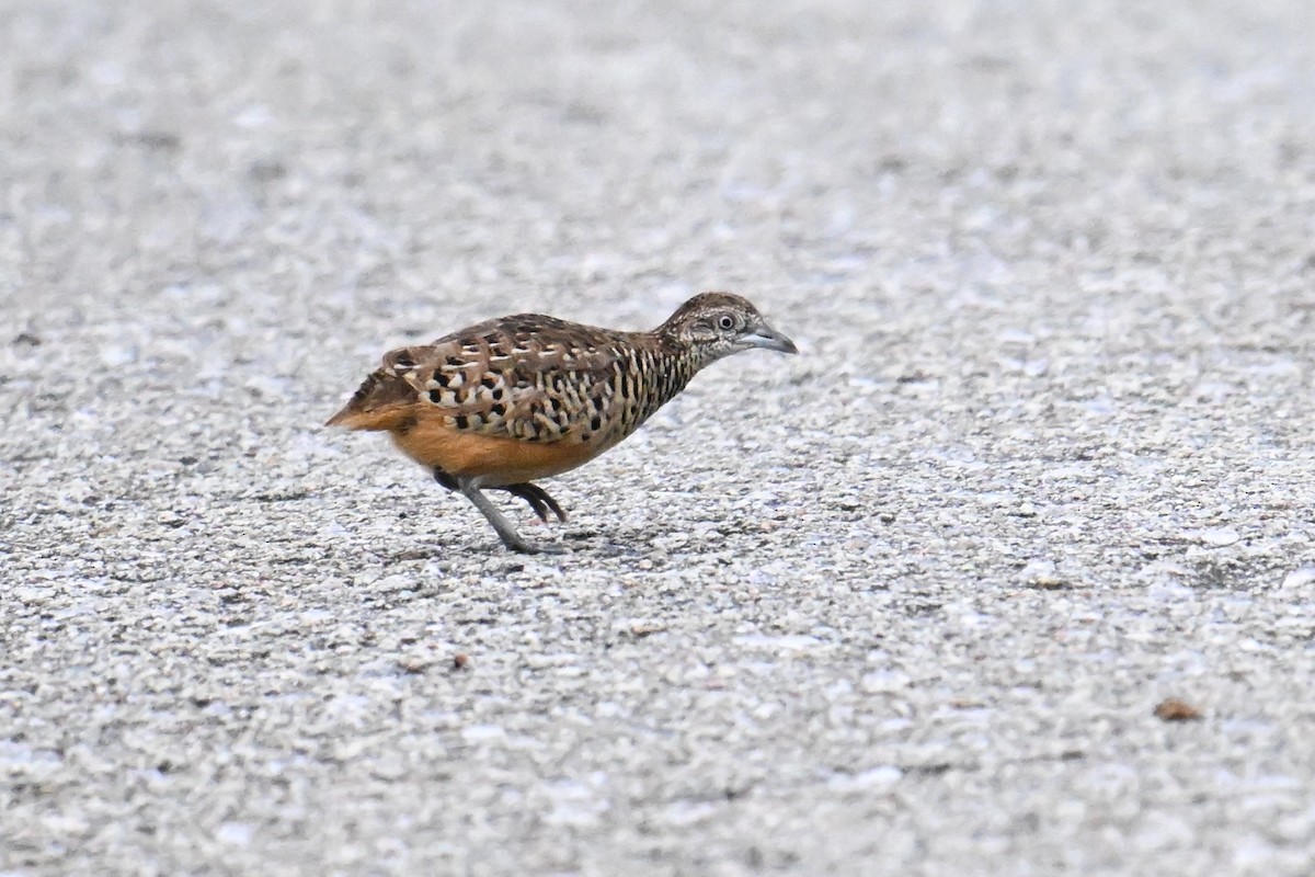 Barred Buttonquail - ML646495277