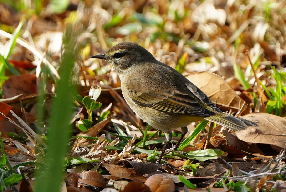 Пісняр-лісовик рудоголовий - ML646495278