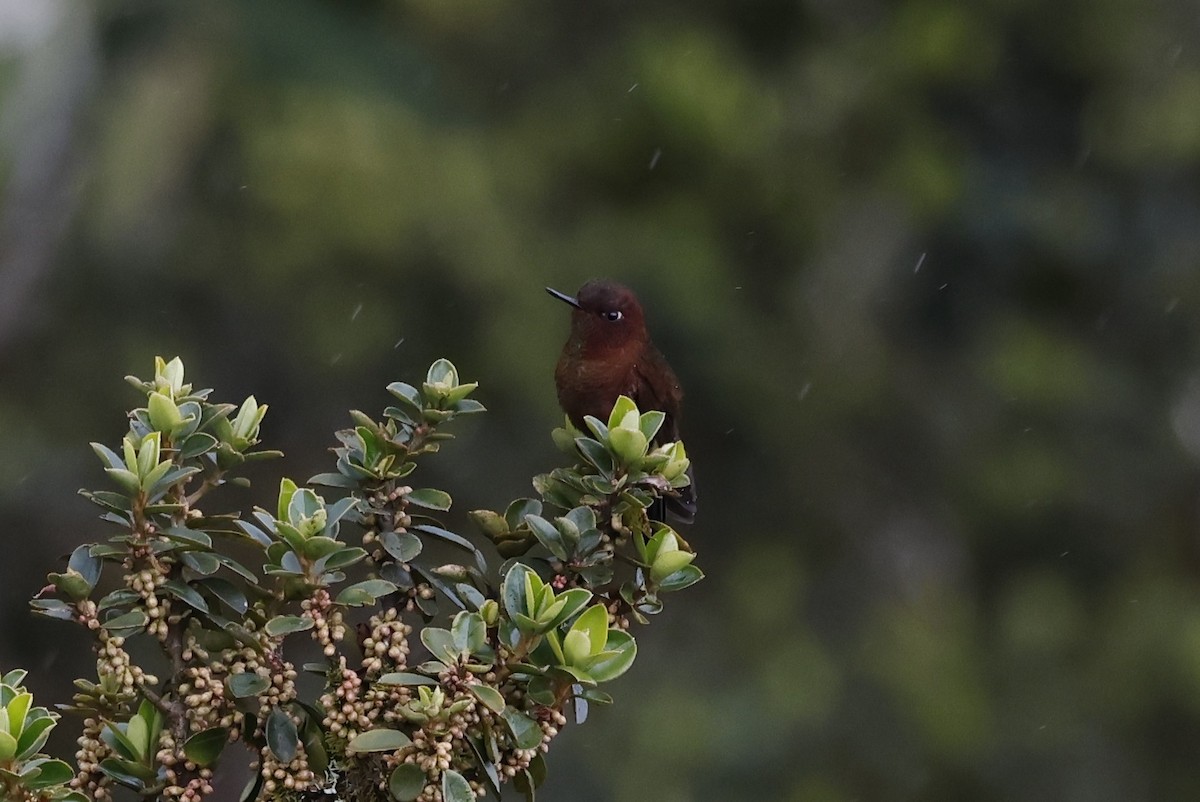 Coppery Metaltail - ML646495279