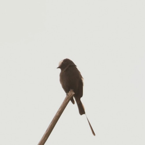 Long-tailed Tyrant - ML646495280