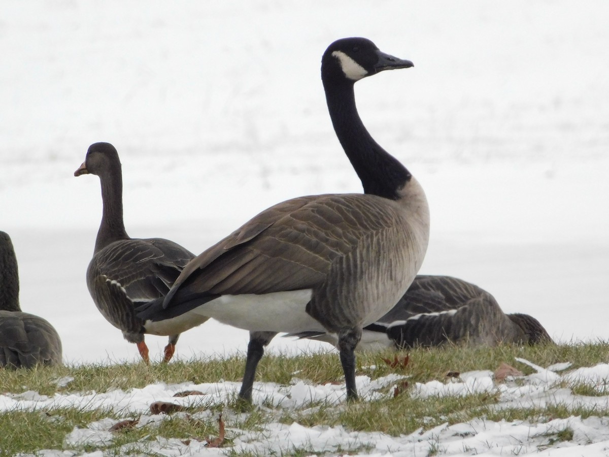 kanadagås - ML646495281