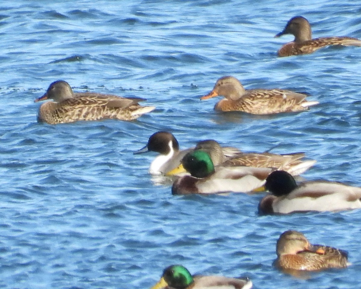 Northern Pintail - ML646495282