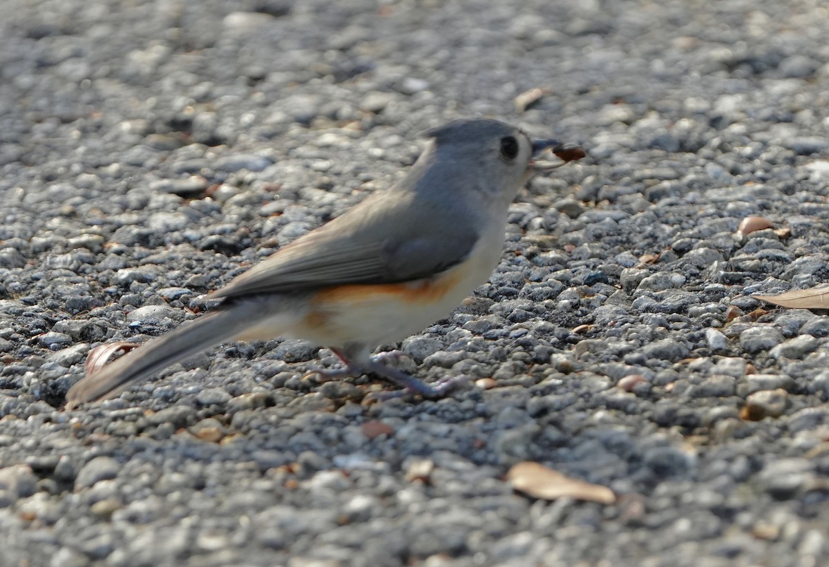 Tufted Titmouse - ML646495283