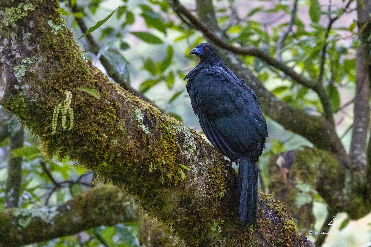 Schwarzguan - ML646495284