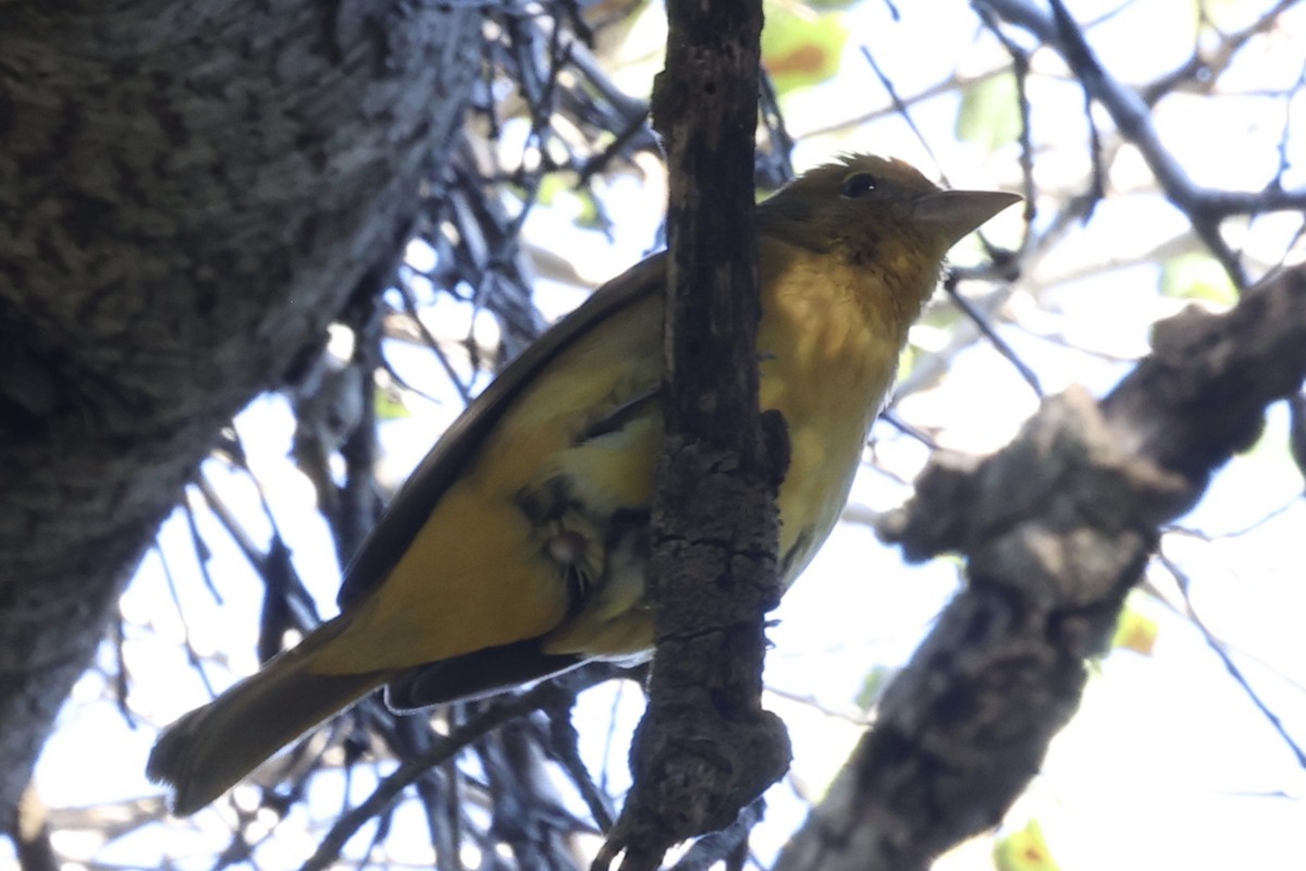 Summer Tanager - ML646495286