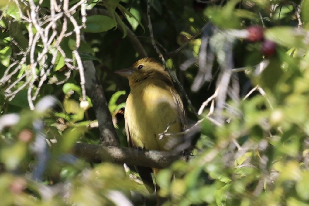 Summer Tanager - ML646495287