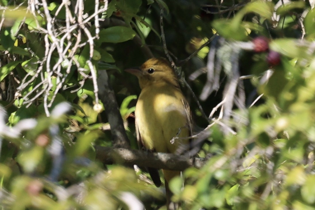 Summer Tanager - ML646495288